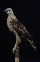 藏品(熊鷹)的圖片